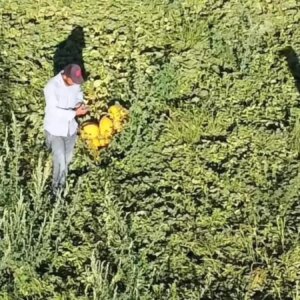 aksarayda lezzetli kavun ve karpuz uretimi wrwiUNM6