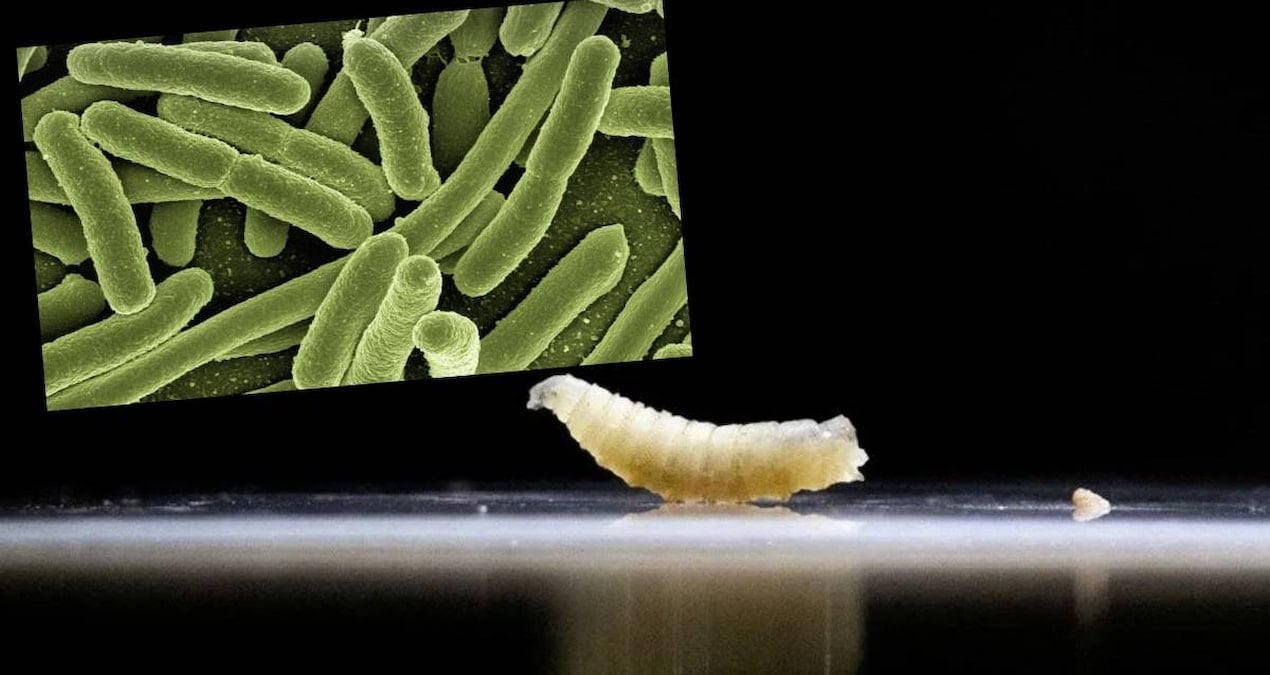 et yiyen kurtcuk tehlikesi hizla yukseliyor vaka sayisinda patlama oldu turkiyeye de yayildi mi Ci4LNS7x