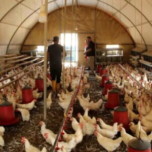 hobi yumurta tavukculugu ile basladi profesyonellesti mf4w2iUL