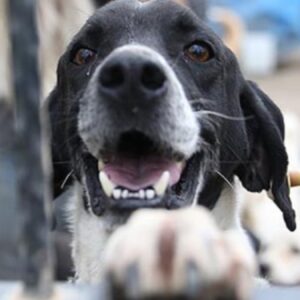 istanbul valiliginden sokak hayvanlari icin son dakika talimati QlceUxqc