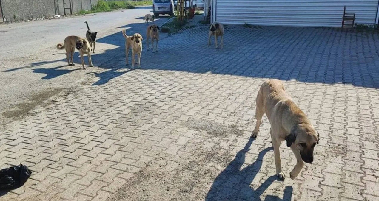 komsusunun kopegini silahla olduren zanli tutuklandi QEg4ED6s