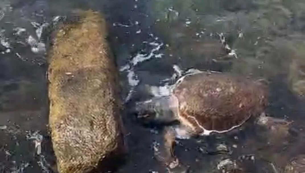 deniz kaplumbagasi olusu sahile vurdu UXTg36mX