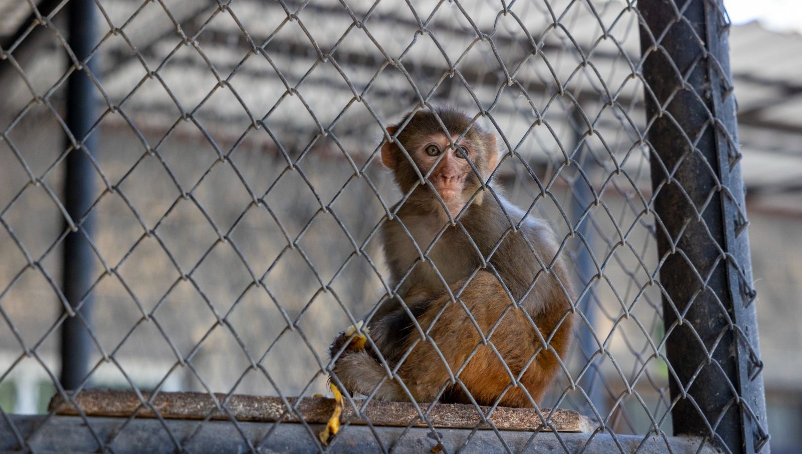 siddet magduru maymun koruma altinda DwswtRIW