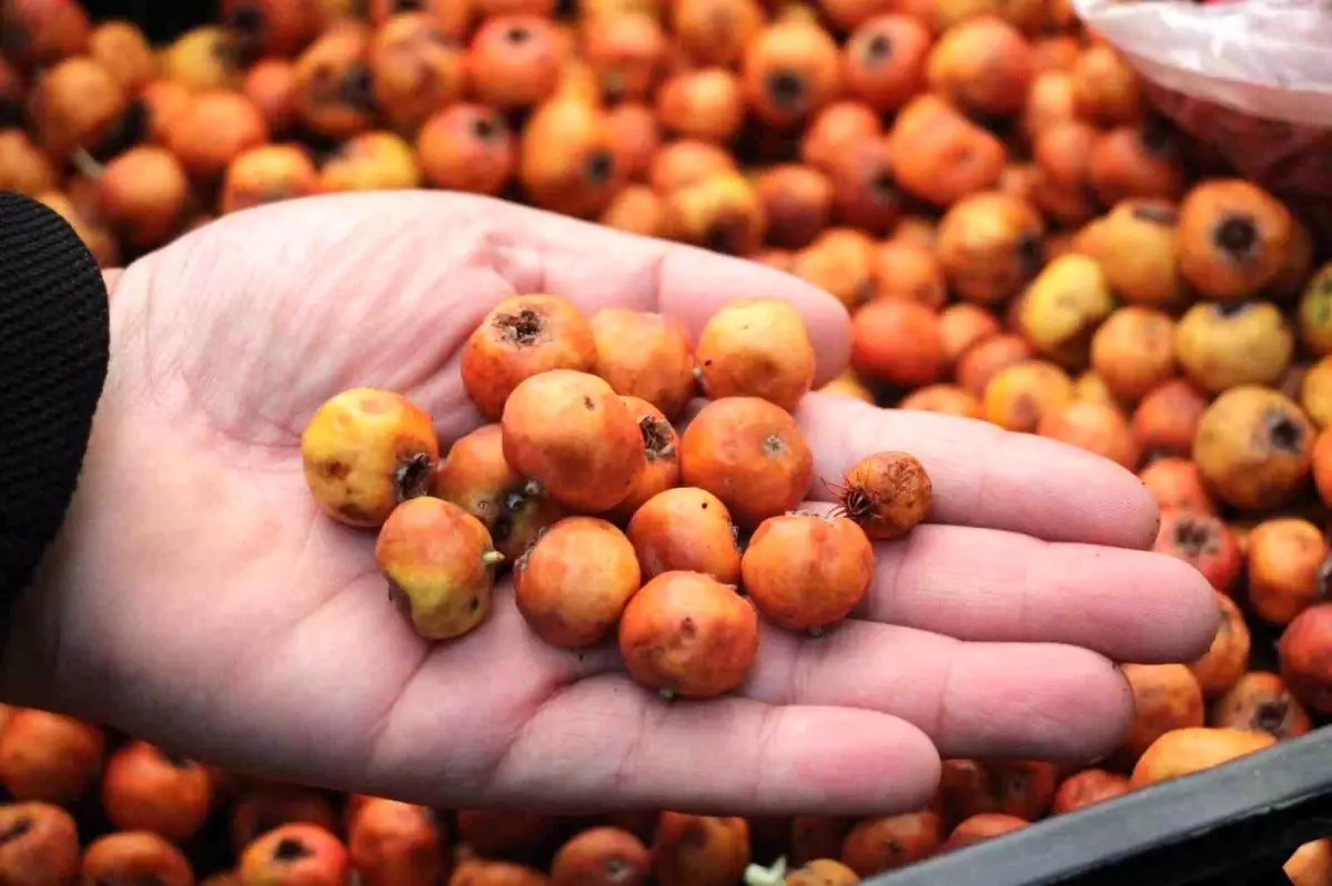 aydinin sifa kaynagi alic meyvesi FbziMFw6.jpg