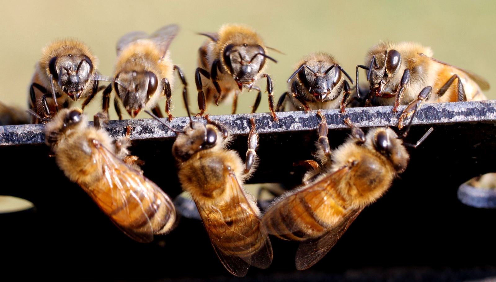 kralice arilarin omru kisaliyor koloniler yok olma riskiyle karsi karsiya X9MK8JBg.jpg