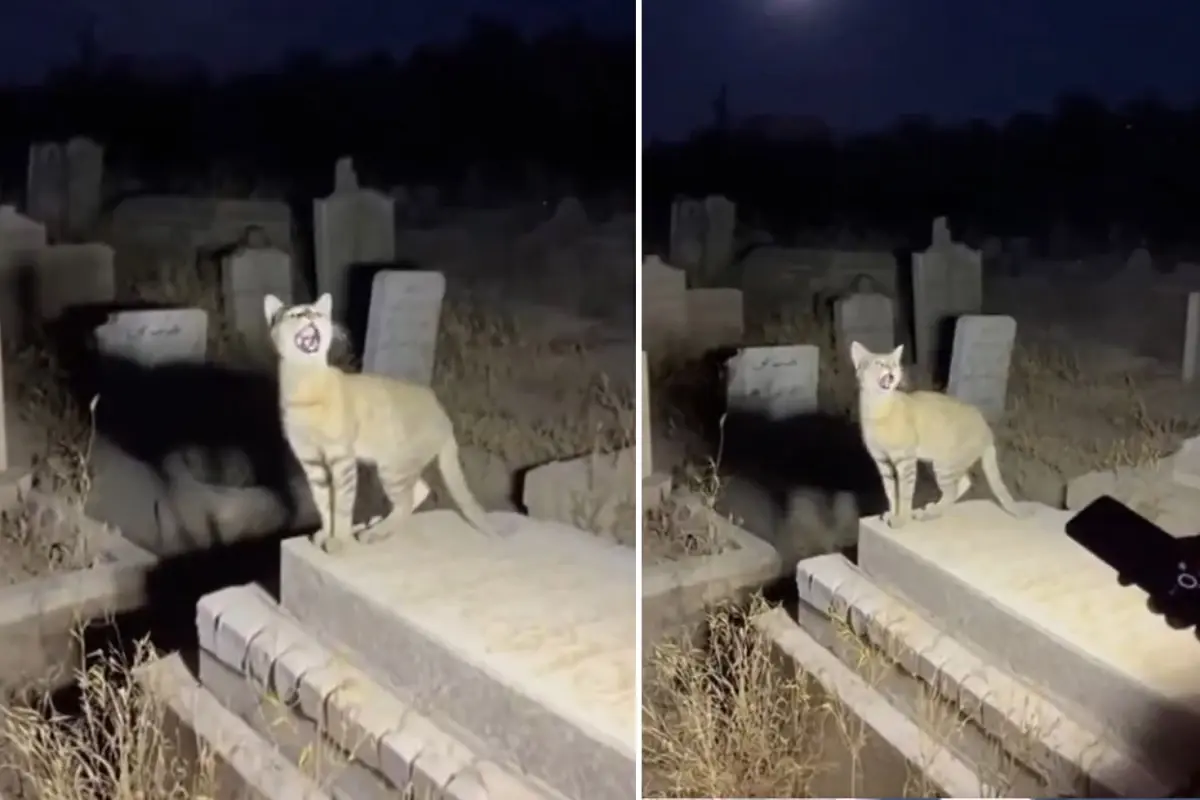 yapay zekanin geldigi son nokta binlerce kisi gercek sanip paylasti hMsKN2Hh.jpg