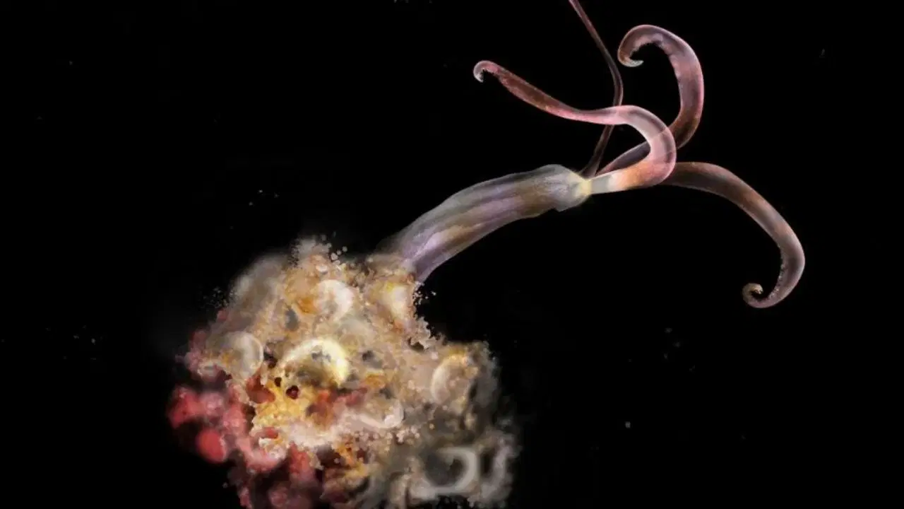 bilim insanlari uyardi zombi solucanlar yok oluyor 3xqV9gnI.jpg